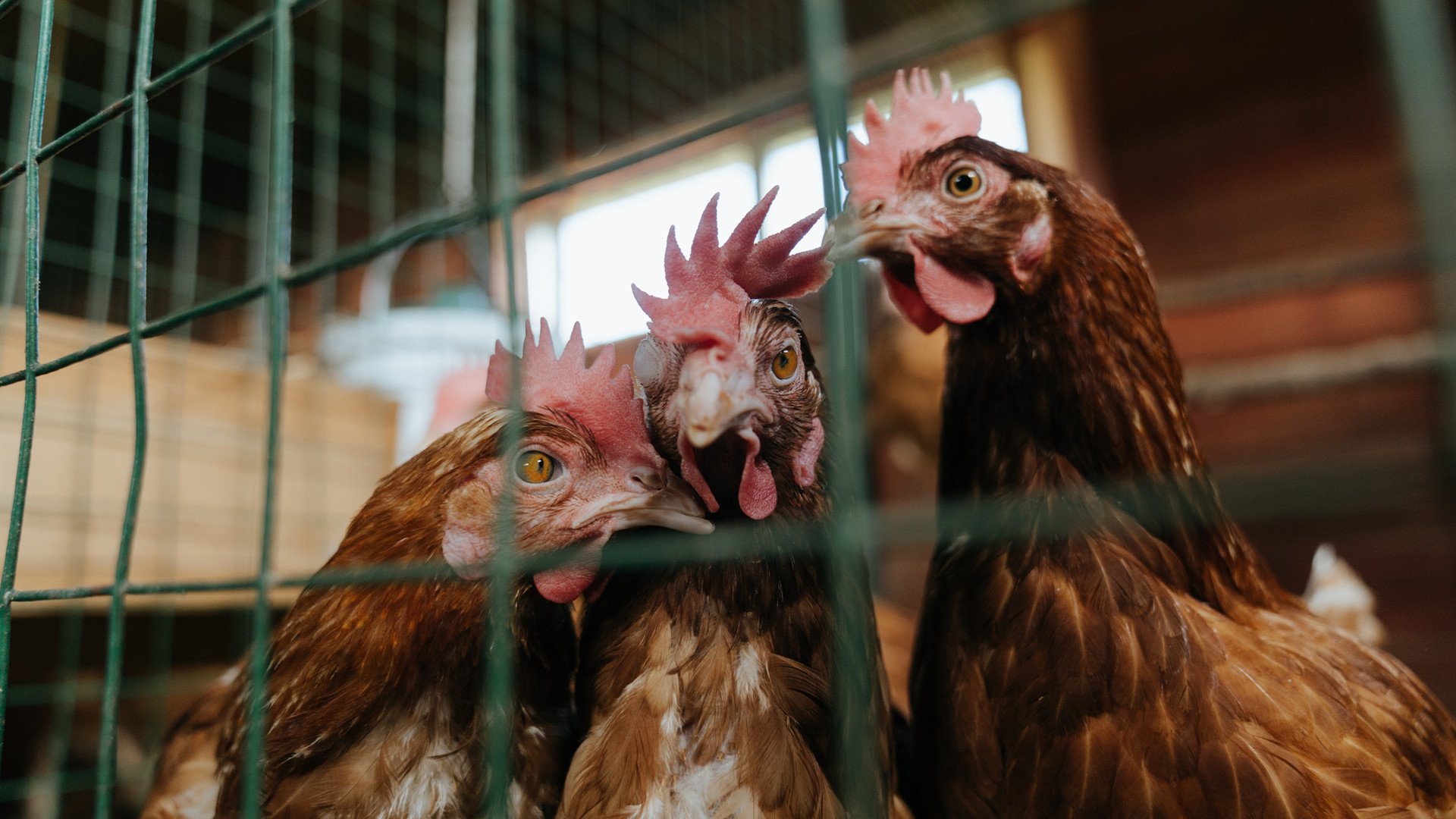 东决烽火，篮网惊涛骇浪，冲垮火箭防线