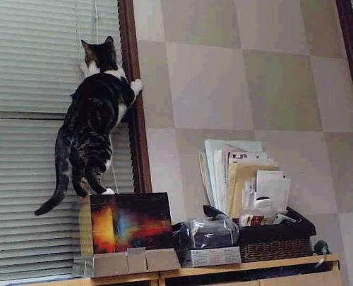 铁蹄碾碎长城,布伦森的无声杀戮与灰熊的窒息式终结