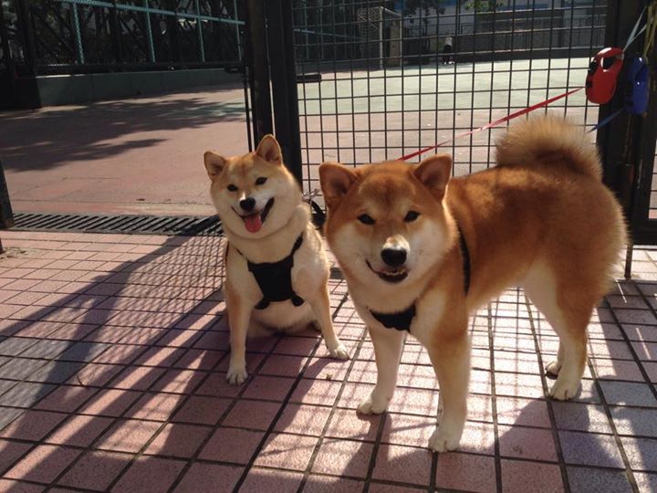 双王并立，当F1引擎撕裂夜空，利拉德用秒针雕刻传奇