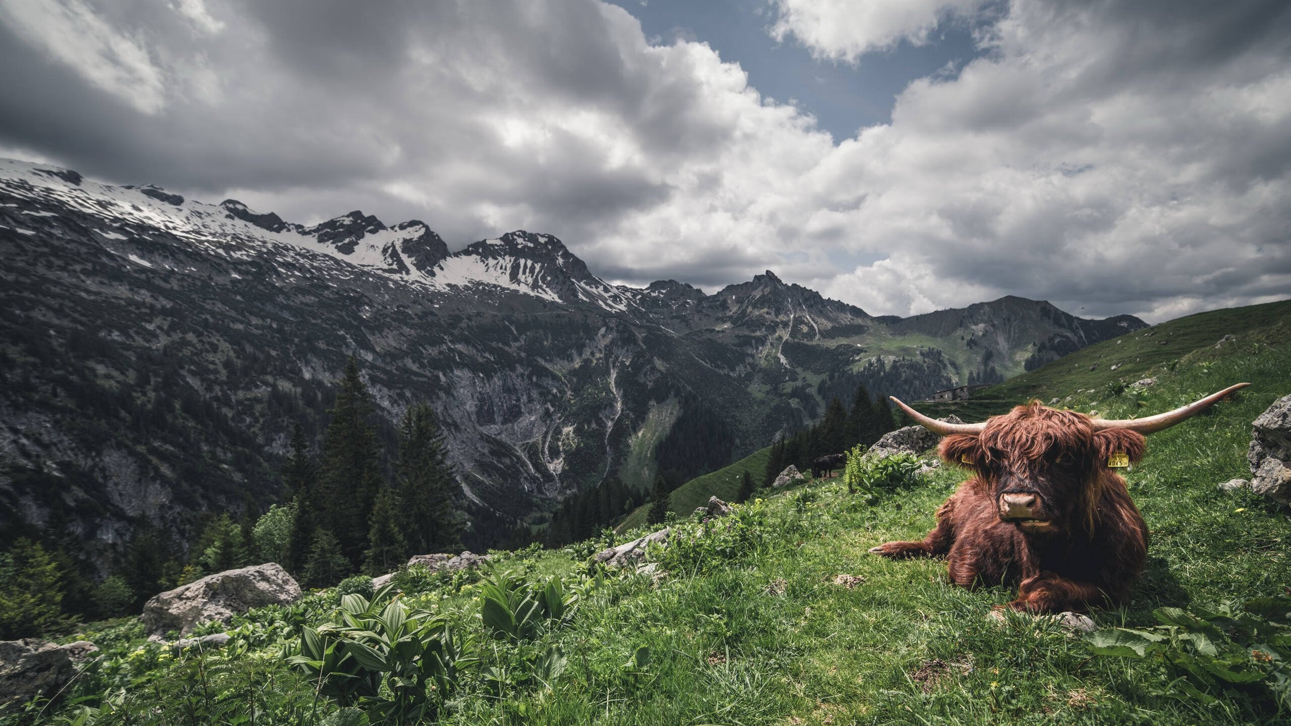 多特蒙德稳稳拿下那不勒斯,巴雷拉比赛走势一手掌控