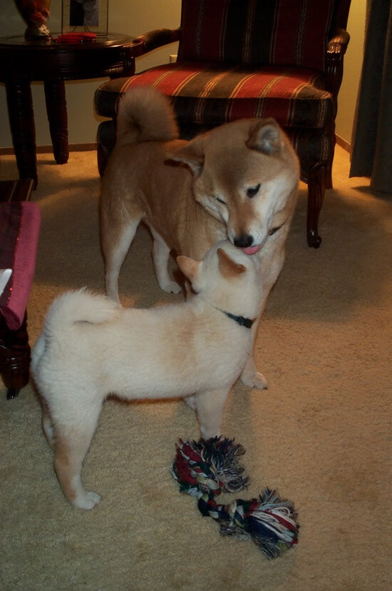 关键先生贝恩一锤定音!广厦攻防两端全面压制雄鹿取连胜