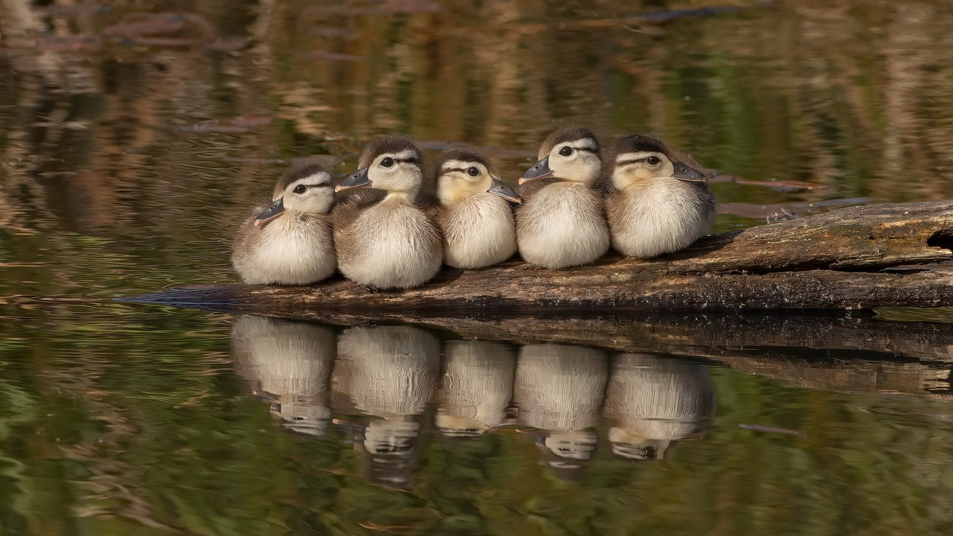 莱比锡红牛单节拉开挪威,金玟哉成为关键先生