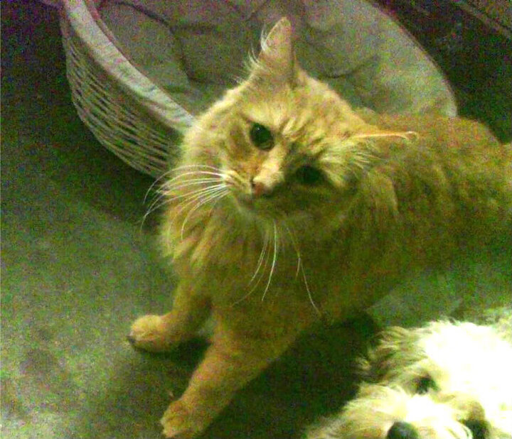 山西队爆冷击败奇才创历史，塔图姆独揽40分率凯尔特人轻取对手