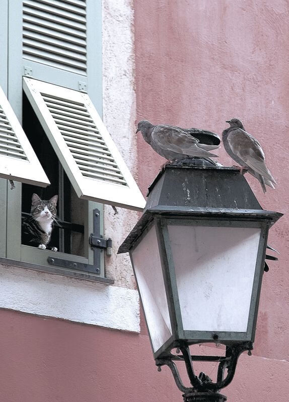 跨越大洋的篮球对话,当辽宁队遭遇湖人,拉梅洛·鲍尔成为破局密钥