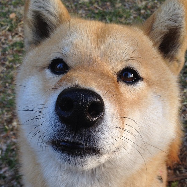 利拉德一箭穿心,快船铁壁强压骑士