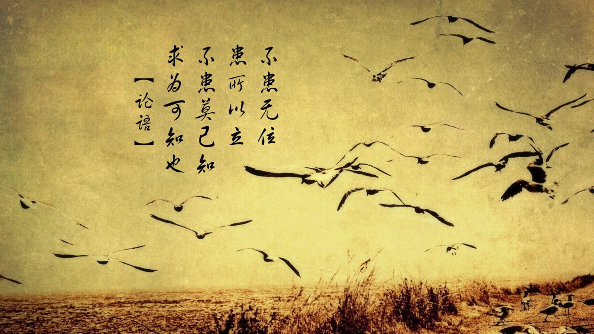 蛰伏之刺刺破喧嚣，黄蜂年度焦点战逆袭麦迪逊的沉默叹息